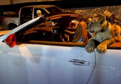MiB lion cub has been spotted white open-top Bentley, cruising through the streets of Pattay